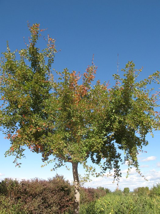 Acer monspessulanum (7)